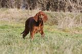 SETTER IRLANDAIS 313